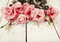 Pink rose