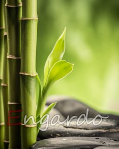 Bamboo