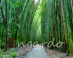 Bamboo forest